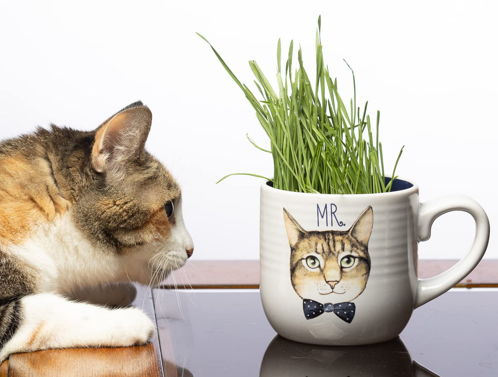 Cat Grass Refill Kit, 3 Pack, Certified Organic U81995