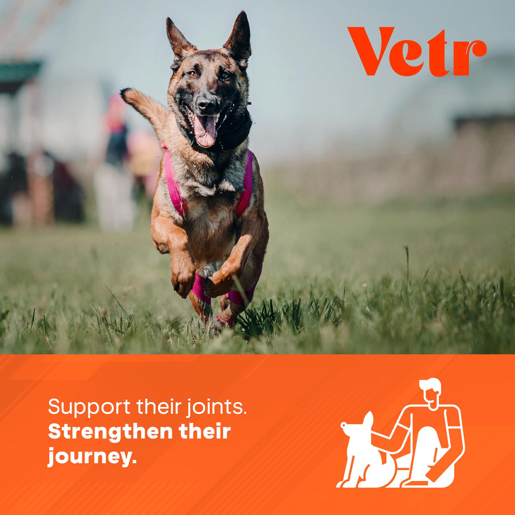 Chicken Flavored Hip and Joint Chews for Dogs, 60 Chewable Tablets R229