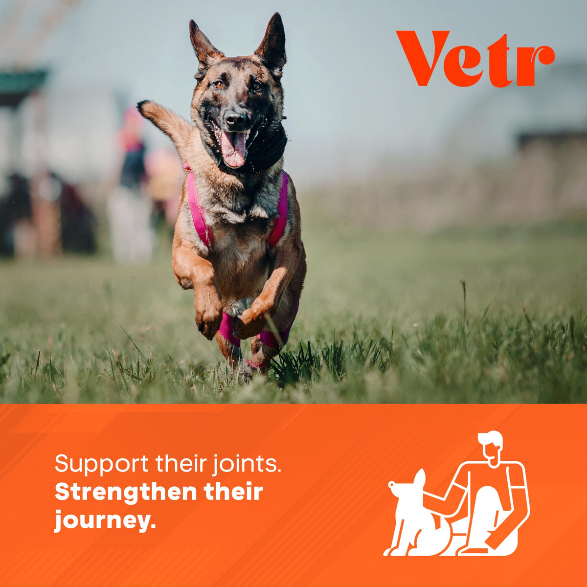 Chicken Flavored Hip and Joint Chews for Dogs, 60 Chewable Tablets R229