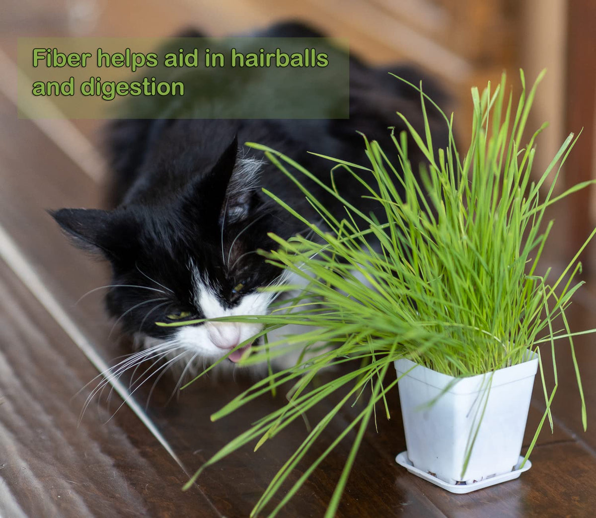 Cat Grass Refill Kit, 3 Pack, Certified Organic U81995