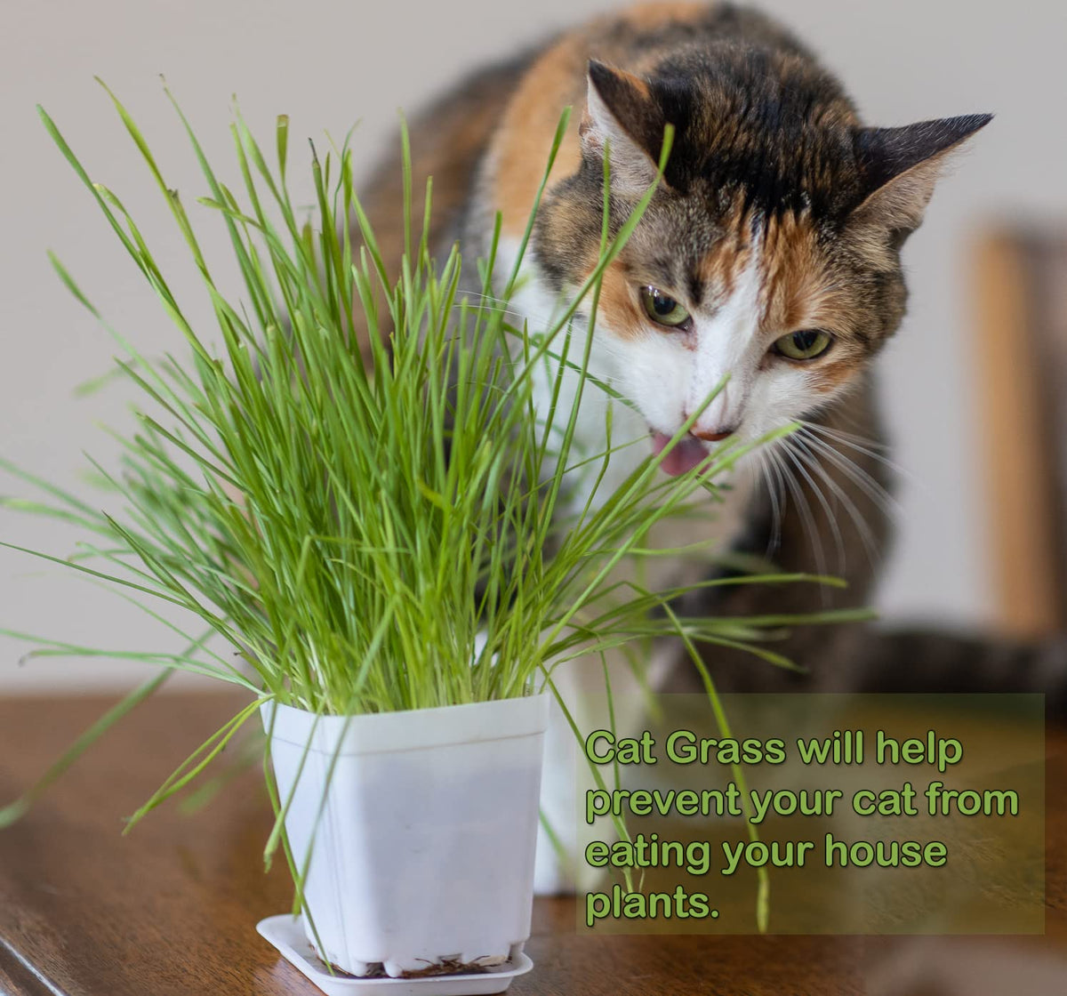 Cat Grass Refill Kit, 3 Pack, Certified Organic U81995