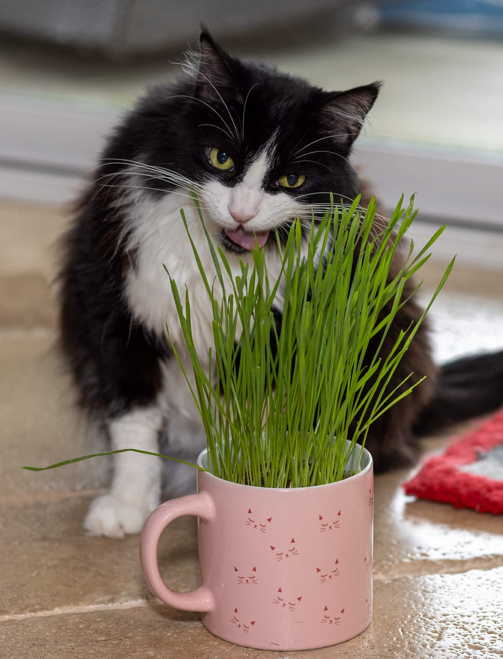 Cat Grass Refill Kit, 3 Pack, Certified Organic U81995