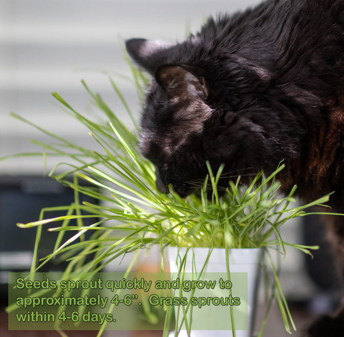 Cat Grass Refill Kit, 3 Pack, Certified Organic U81995