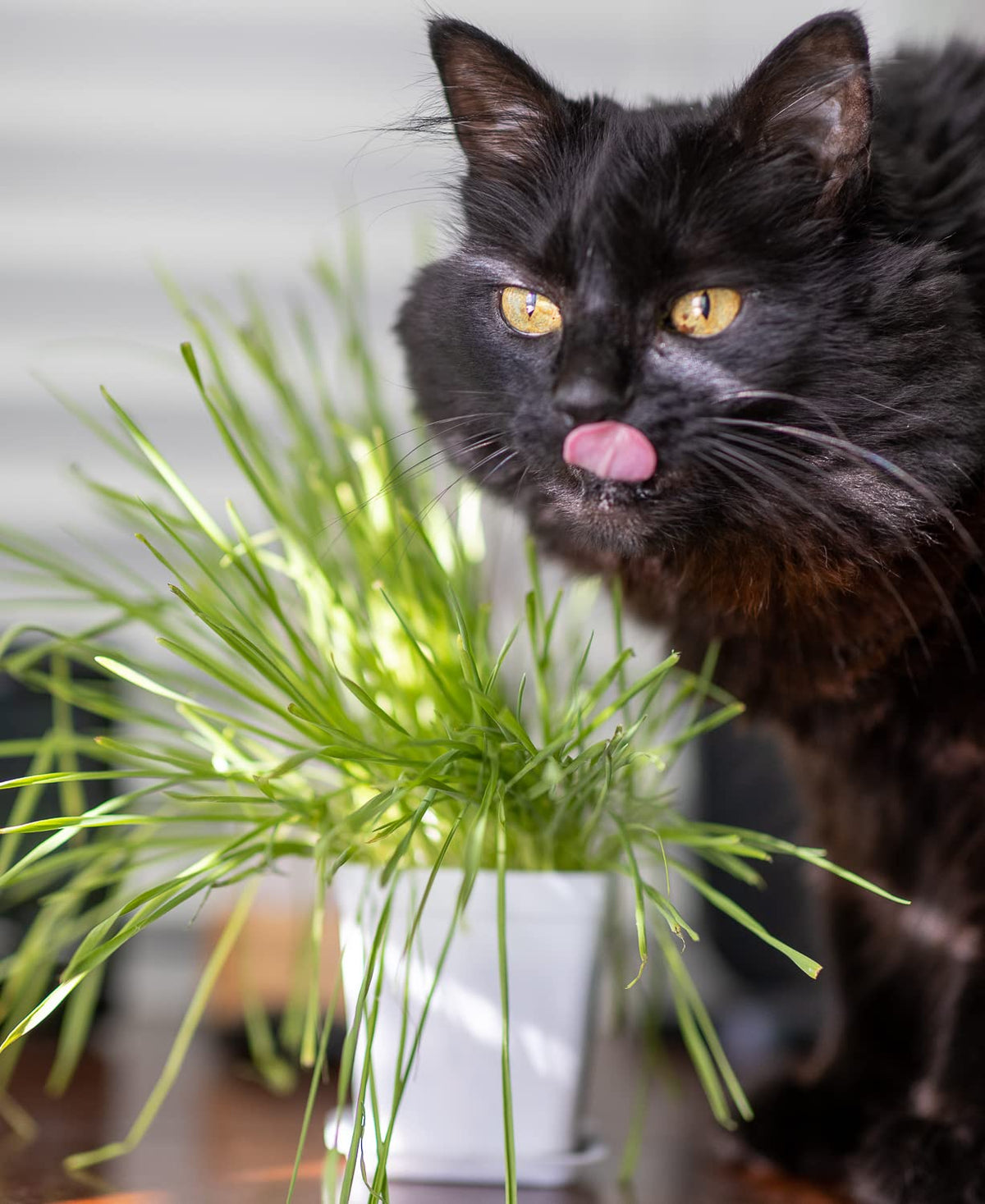 Cat Grass Refill Kit, 3 Pack, Certified Organic U81995