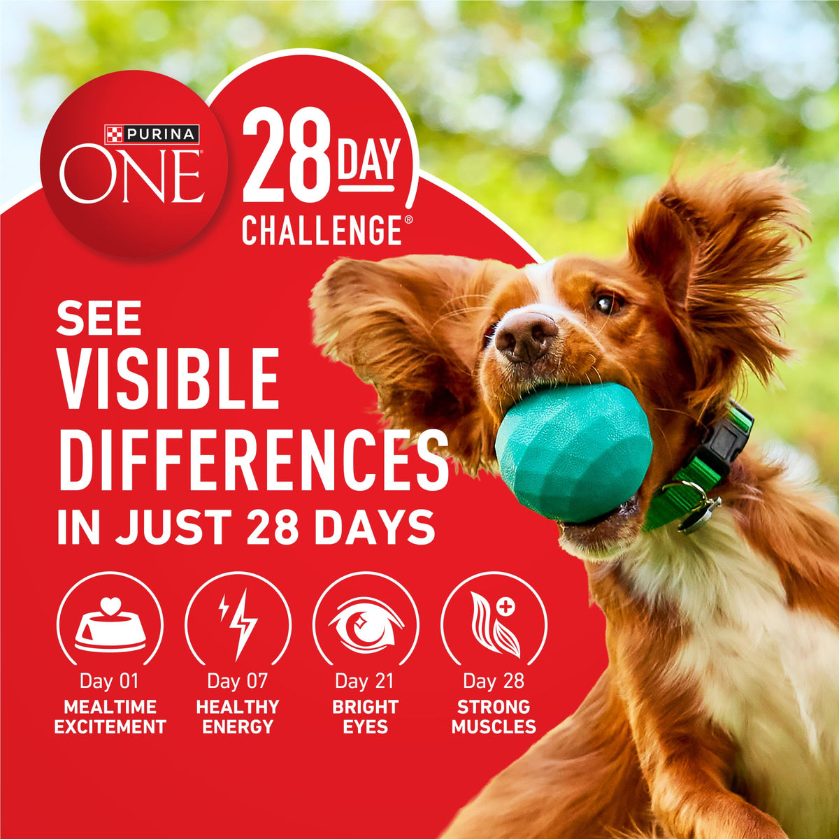 Lamb and Rice Formula Dry Dog Food J65462