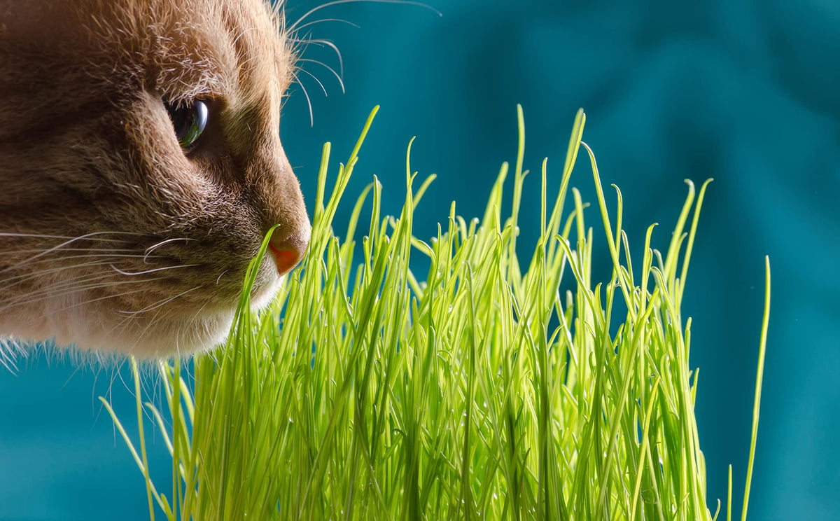 Cat Grass Refill Kit, 3 Pack, Certified Organic U81995