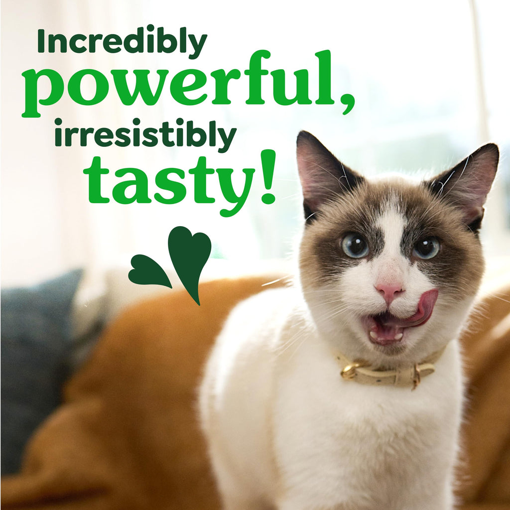 Catnip Flavor Dental Cat Treats 4.6 oz C124950