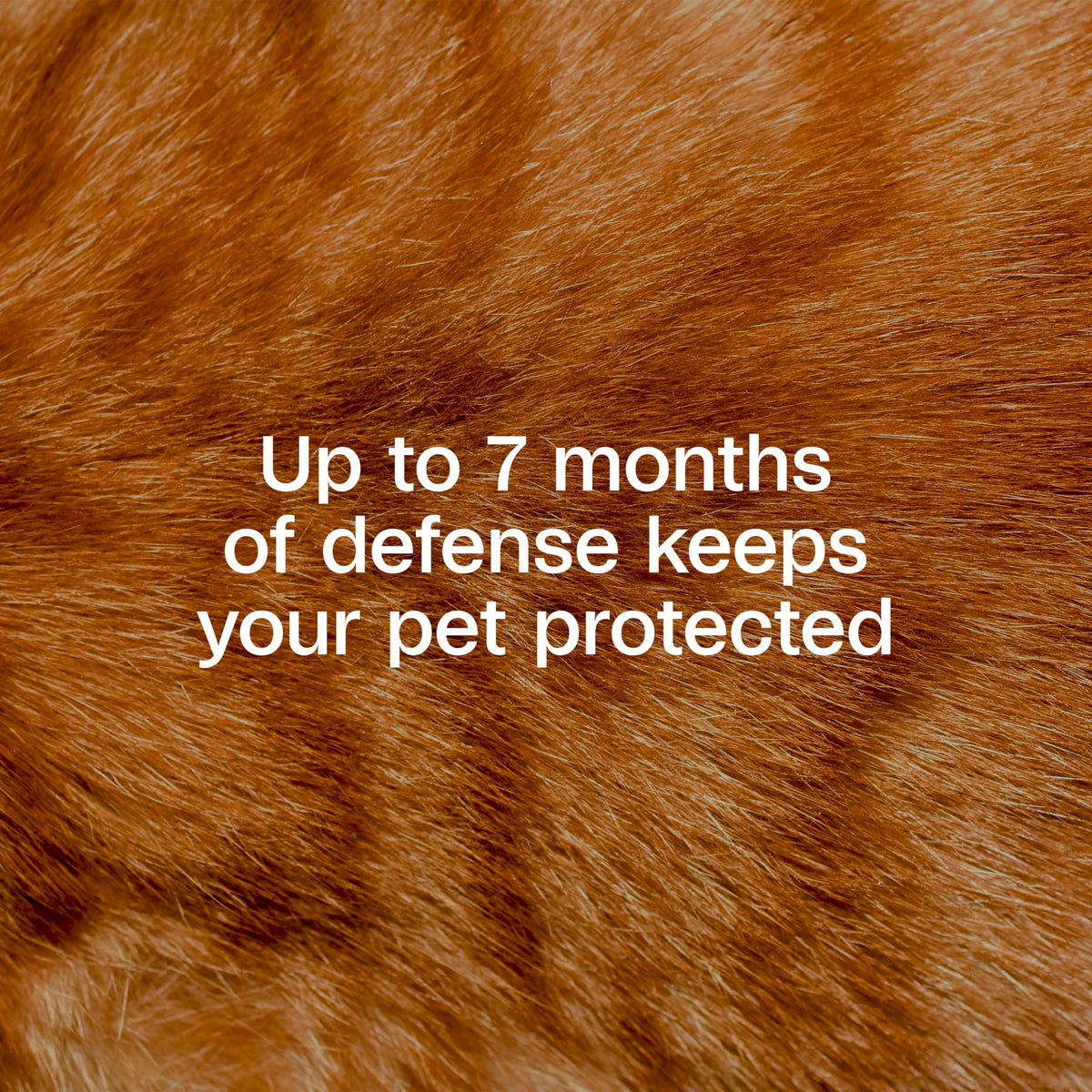 Adjustable Flea & Tick Collar for Cats O393